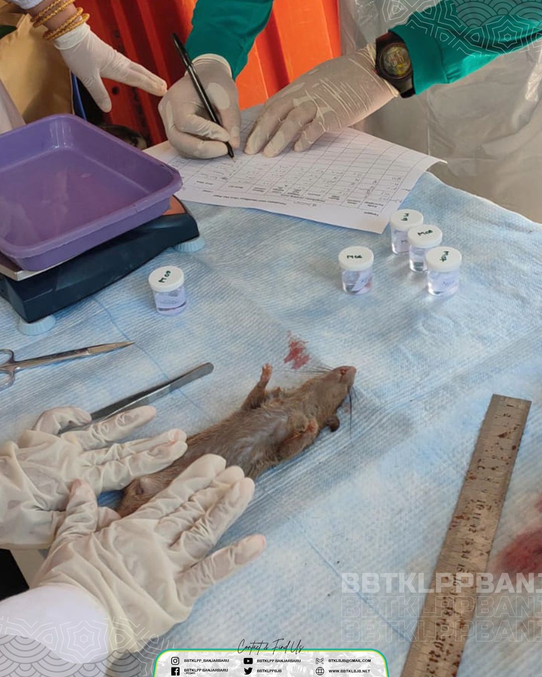 Surveilans Sentinel Tikus dan Deteksi Leptospirosis di Kabupaten Hulu Sungai Tengah